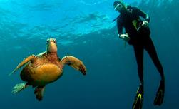 Lanzarote Dive Centre - Canary Islands. Turtle.